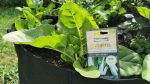 Seme blitve srebrnolistne »White Silver 2« - slika 2