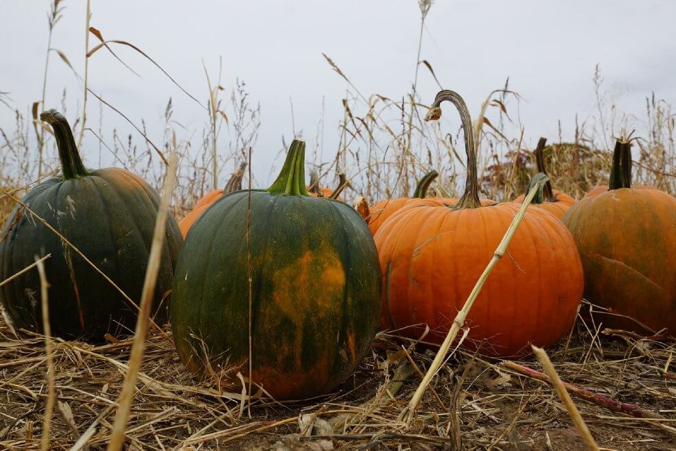 Plodovi zimske buče Jack"o Lantern