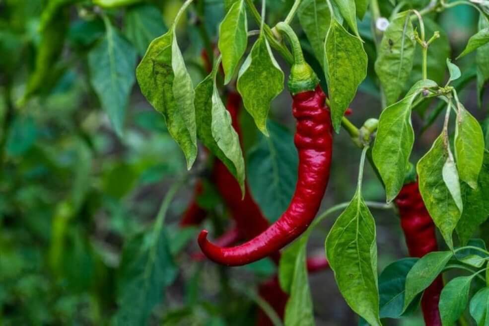čili semena ecosortia zagotavljajo zdrave in obilne plodove