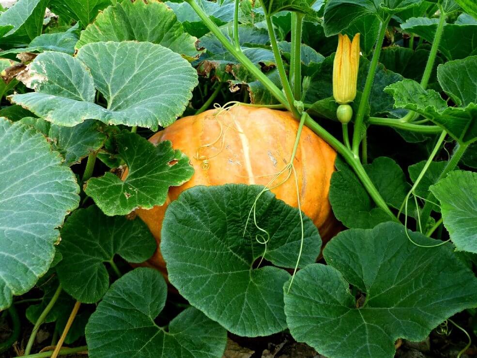 Zelenjava buča Jack o Lantern.