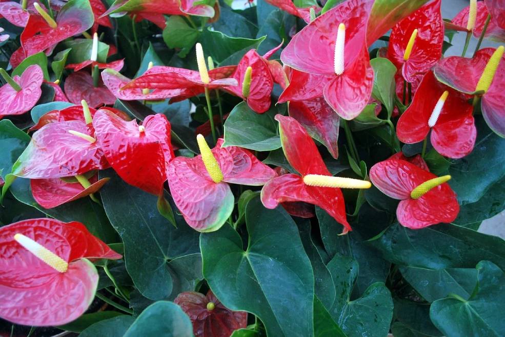 Cvetoča sobna rastlina anthurium.
